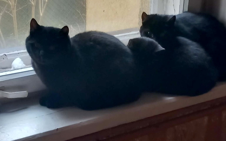 Trzy czarne koty siedzące na parapecie, wyglądające przez okno.