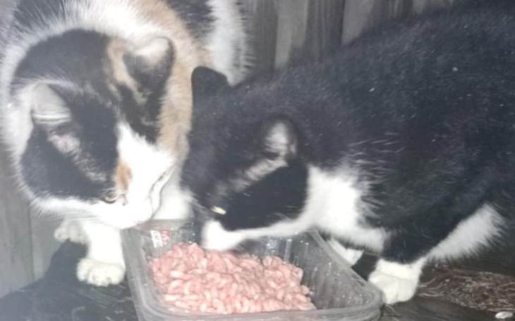 Dwa koty jedzące z miski na zewnątrz.