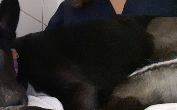 Zbiórka Dalsze leczenie psa - zdjęcie główne