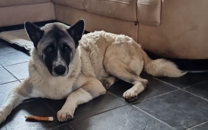 Zbiórka Operacja pieska akita - zdjęcie główne