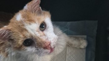 Zbiórka Karma dla Kumpla - miniaturka zdjęcia