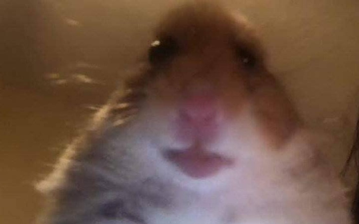 Zbiórka Zęby gracza Pluteq - zdjęcie główne