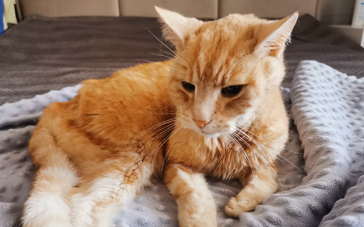 Zbiórka Leczenie Lebiedzia - zdjęcie główne