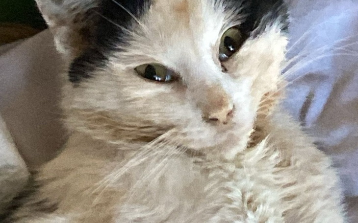 Koty w zbliżeniu, jeden z nich z ciekawym wyrazem twarzy.