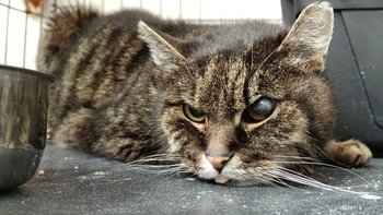 Zbiórka Ratujemy Kitkę: Operacja oka! - miniaturka zdjęcia