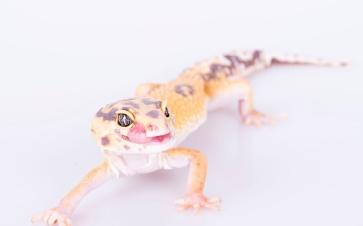 Zbiórka Zbieram na pierwszego Gekona - zdjęcie główne