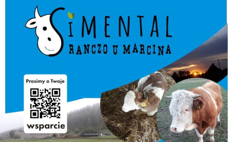 Plakat promujący ranczo z bydłem.