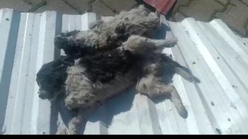 Zbiórka Pilna zbiórka - miniaturka zdjęcia