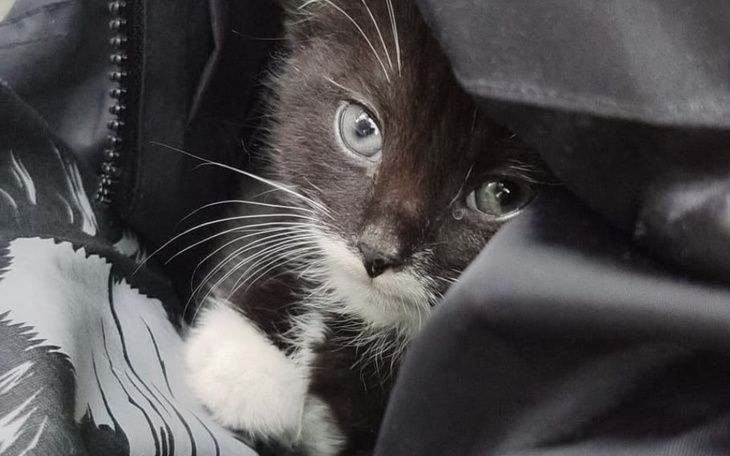 Zbiórka Dla kociaka znajdy - zdjęcie główne