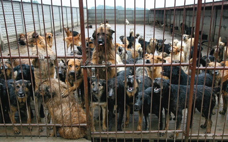 Zbiórka Pomagamy pieskom przetrwać zimę - zdjęcie główne