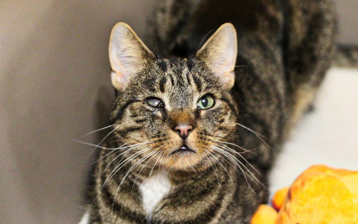 Kot z jednym okiem, patrzący w stronę obiektywu.