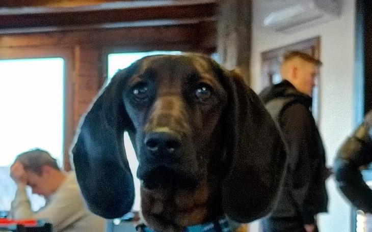 Zbiórka Na rzeczy dla pieska - zdjęcie główne