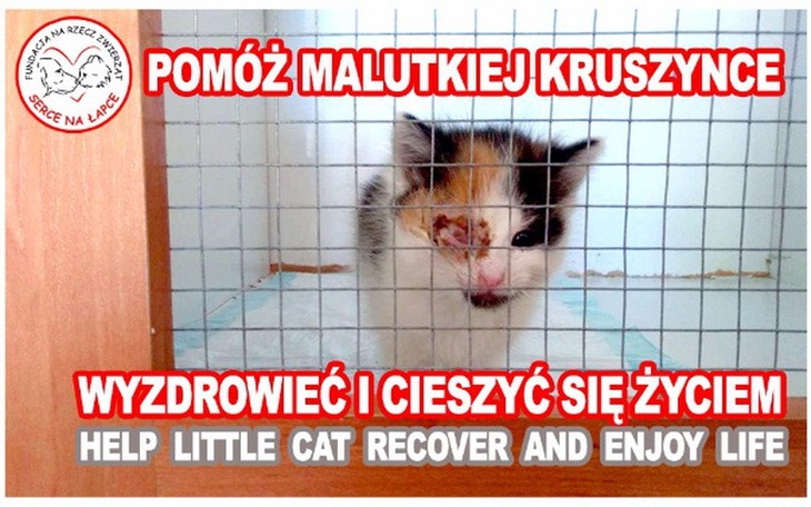 Plakat z kotem, apelujący o pomoc dla zwierzęcia.