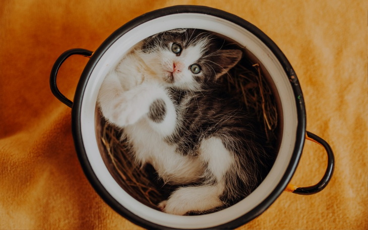 Zbiórka Głodne kocie brzuchy - zdjęcie główne