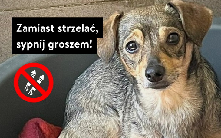 Zbiórka Nie strzelamy w Sylwestra - zdjęcie główne