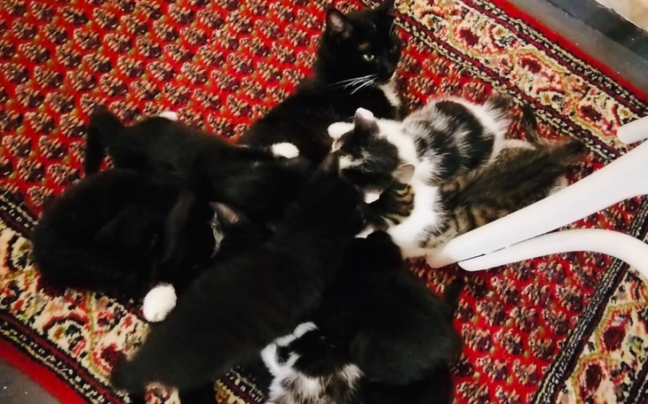 Zbiórka 10 Kotków potrzebuję wsparcia - zdjęcie główne