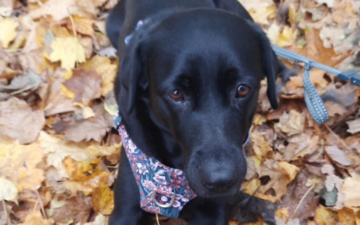 Czarny labrador na liściach, z wyrazem spokoju.