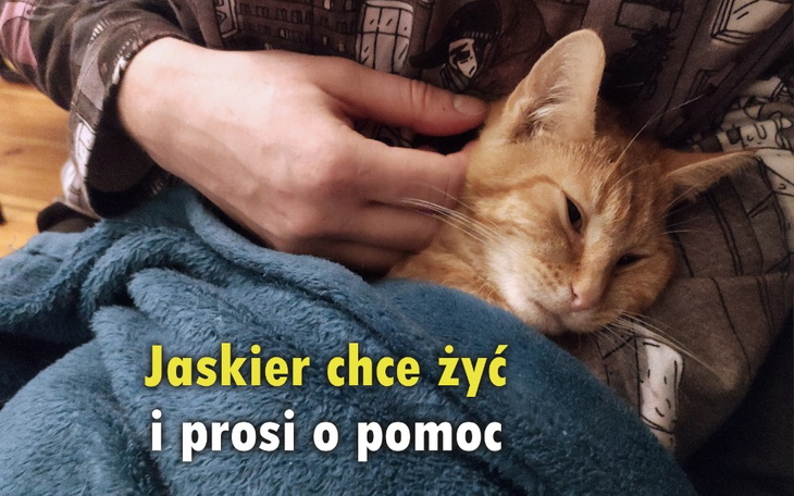 Kot przytulony w kocu, z napisem o potrzebie pomocy.