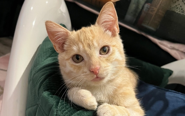 Rudy kot leżący na zielonym kocu, patrzący w obiektyw.