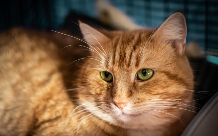 Zbiórka Koty spod Bloku Zima 22/23 - zdjęcie główne