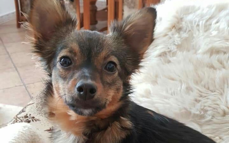 Zbiórka Zbieramy dla psiaka - zdjęcie główne