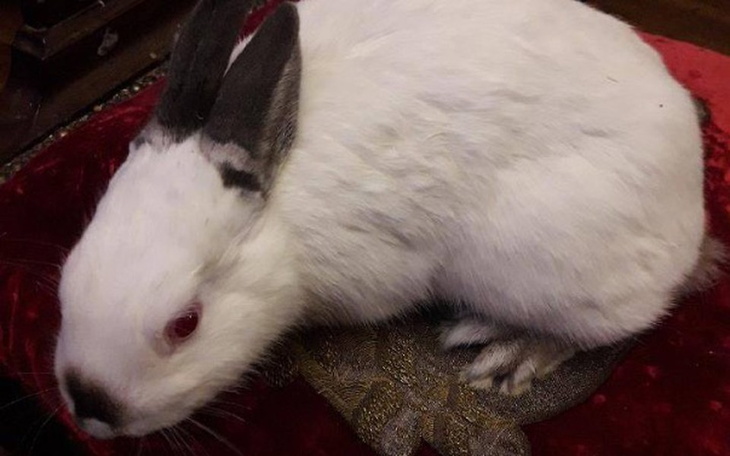 Zbiórka Rubinek zaatakowany przez psa - zdjęcie główne