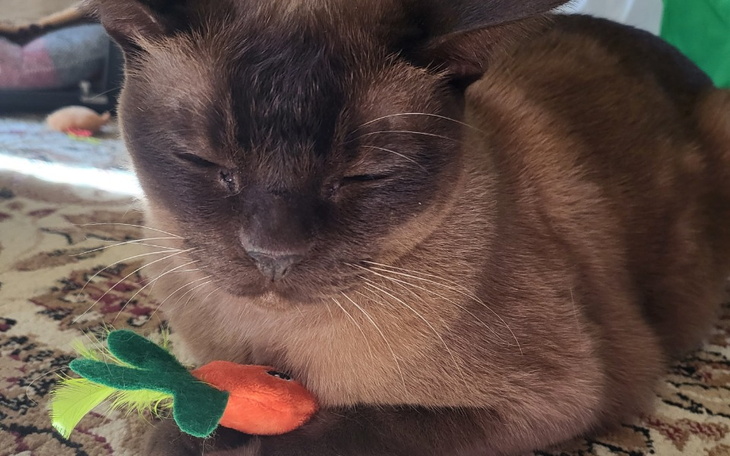 Zbiórka Pomóż uratować mojego kotka - zdjęcie główne