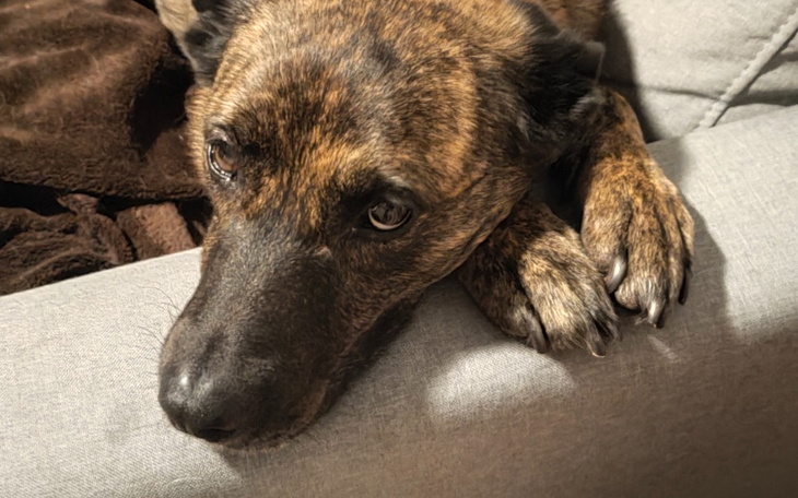 Zbiórka Na zabieg usunięcia śledziony - zdjęcie główne