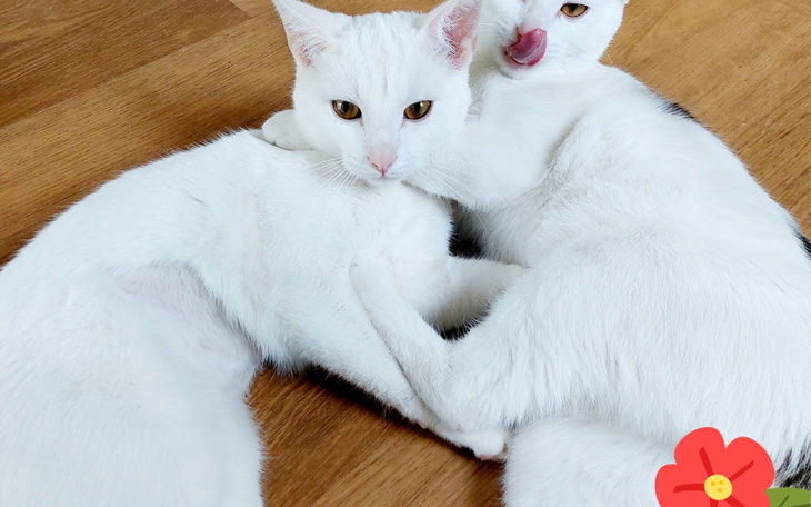 Dwa białe koty przytulające się na podłodze.