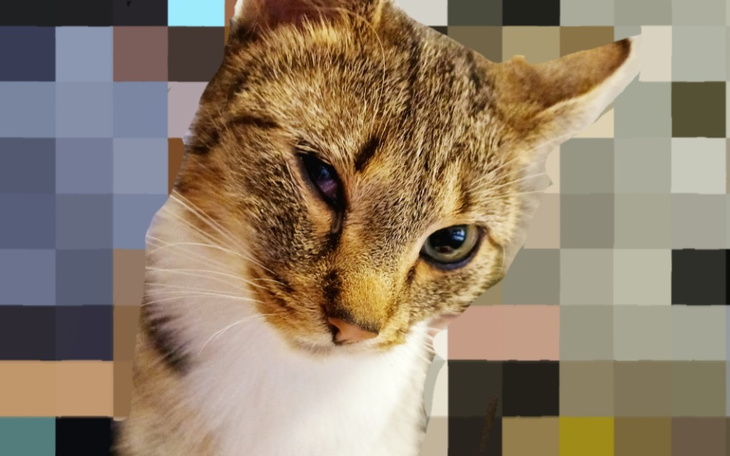 Zbiórka Kózka zbiera na leczenie - zdjęcie główne