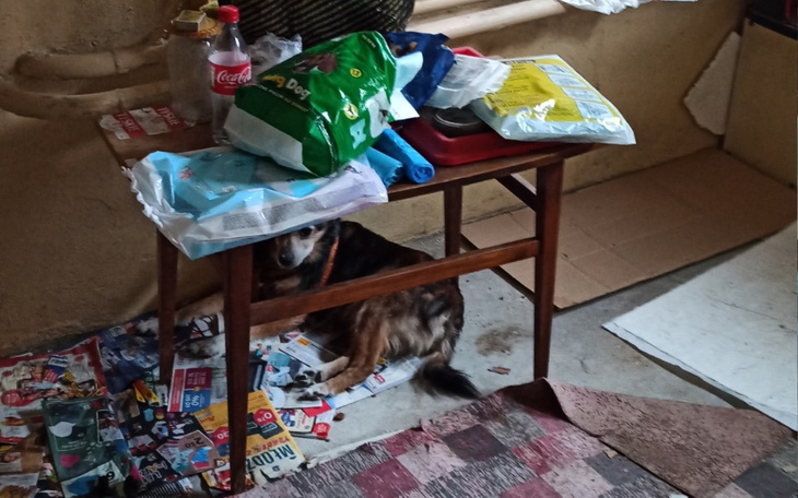 Zbiórka Zbieramy na godną starość Misia - zdjęcie główne