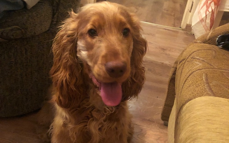 Zbiórka Behawiorysta dla Alfiego - zdjęcie główne