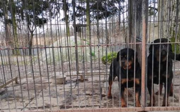 Dwa rottweilery w klatce, wyglądają na smutne.