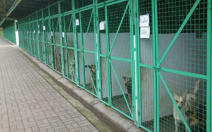 Zbiórka Pomoc zwierzakom w schroniskach - zdjęcie główne