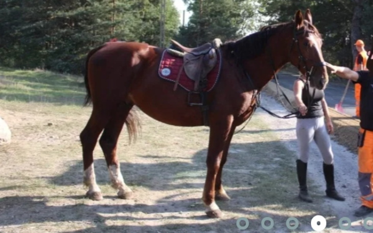 Zbiórka Koń_ - zdjęcie główne