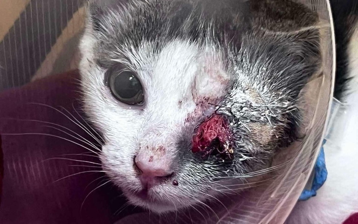 Zbiórka Leczenie, kastracja bezdomniaków - zdjęcie główne