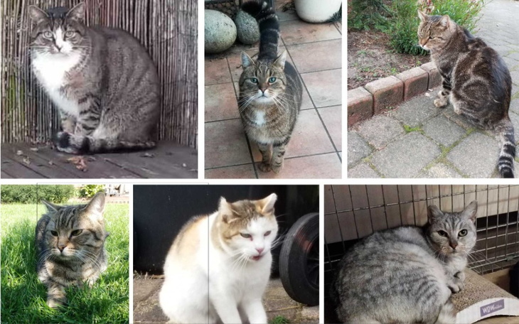 Zbiórka Koty bezdomniaki - pomocy - zdjęcie główne