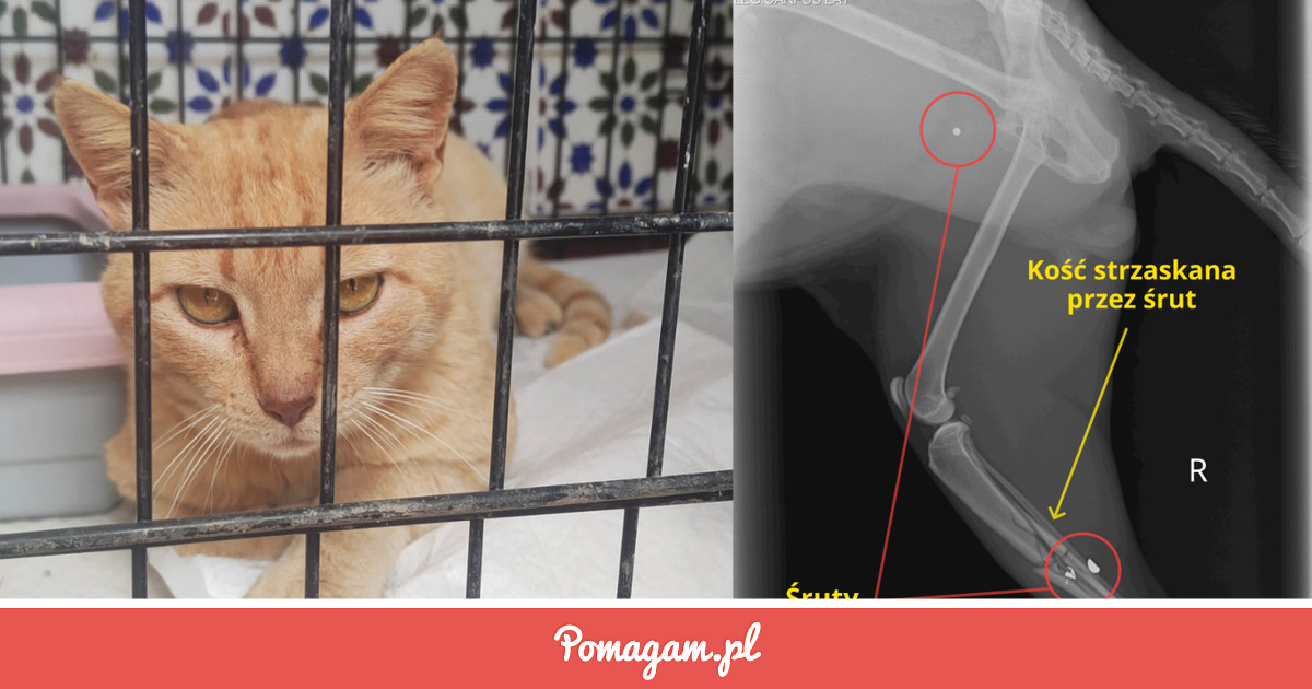 Pomóż Uratować Ofiarę Myśliwego! | Pomagam.pl