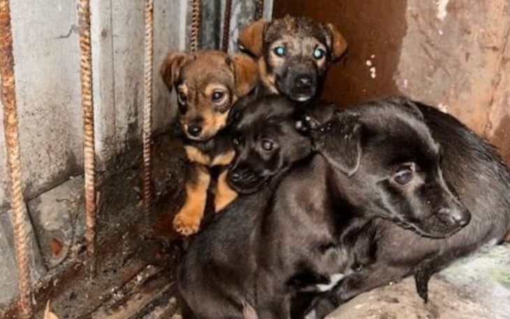 Zbiórka 4 wyrzucone szczeniaki - zdjęcie główne