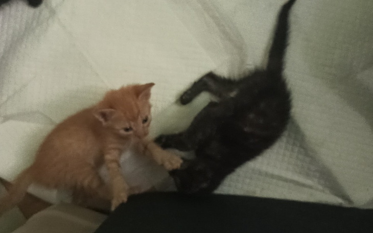 Zbiórka Kocie sprawy bezdom - zdjęcie główne