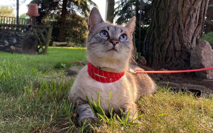 Zbiórka Tequila walczy z FIP - zdjęcie główne