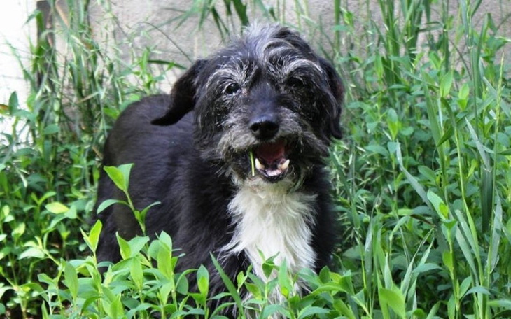 Zbiórka Pomoc dla schroniska w Poznaniu - zdjęcie główne