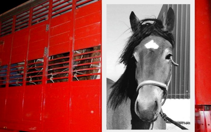 Zbiórka Ona nie może umrzeć! - zdjęcie główne