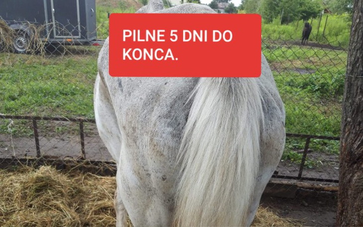 Zbiórka Magia skazana na smierc!! Pomóż! - zdjęcie główne