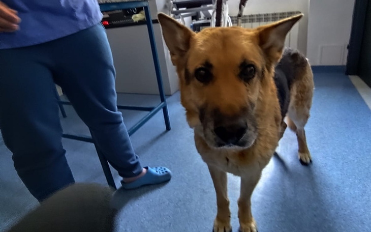 Pies w weterynarii, z troskliwym spojrzeniem.