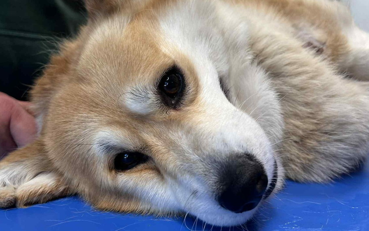 Corgi leży na stole, z wyrazem spokoju.