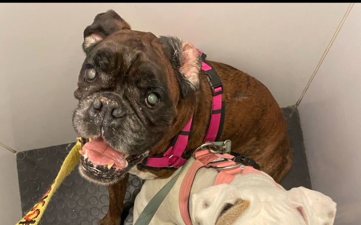 Zbiórka Uratujmy Bilbo - zdjęcie główne