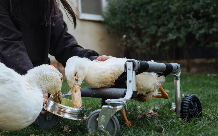 Kaczki w wózku, jedna z nich je, a druga jest głaskana.
