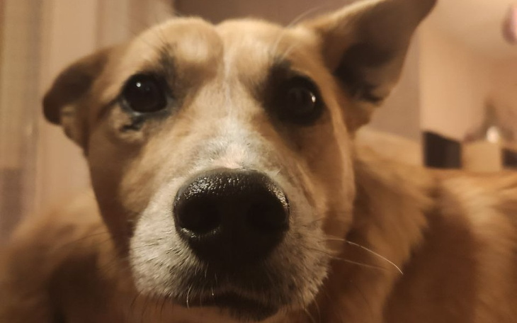 Zbiórka Na operację Jukiego z Ukrainy - zdjęcie główne