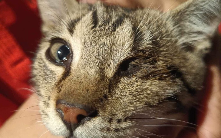 Zbiórka Operacja, pobyt w klinice, trans - zdjęcie główne